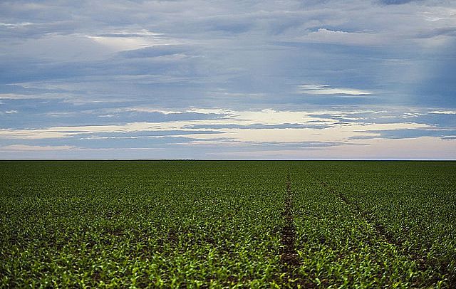 Senado aprova PL que facilita compra de terras por estrangeiros; entenda os riscos