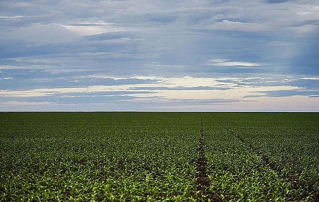 Senado aprova PL que facilita compra de terras por estrangeiros; entenda os riscos